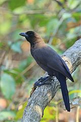 Purplish Jay